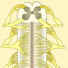 Estructura de la médula espinal